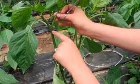 Формирование кустов