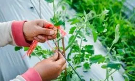 Формировка и пасынкование