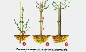 Формировка крыжовника на штамбе