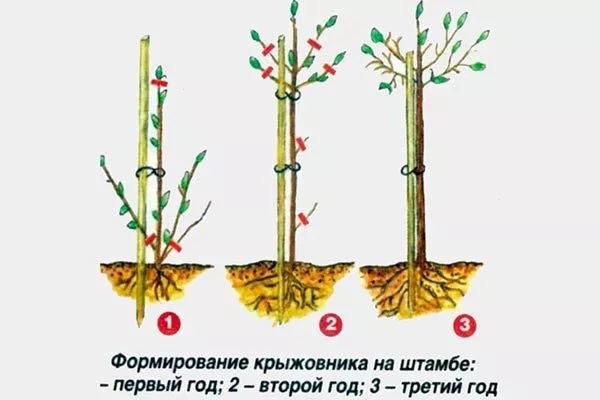 Формировка крыжовника на штамбе