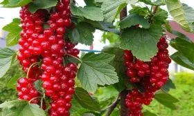 full_smorodina-krasnaya-rovada-1