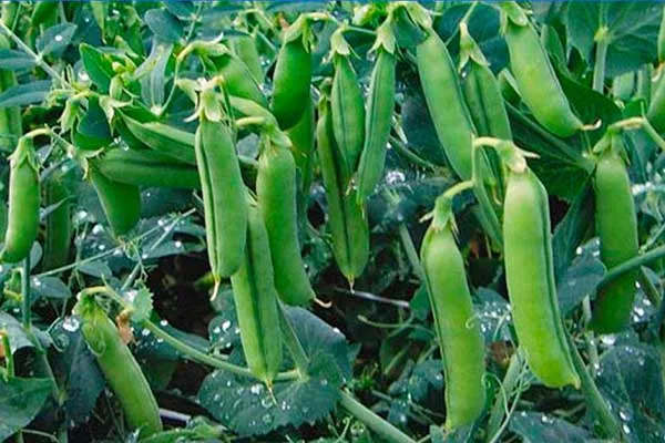 Выращивание