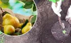 груша посадка