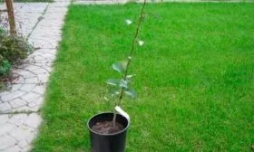 груша выбор саженца