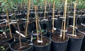 груша выбор саженца1