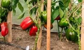 Характеристика плодов