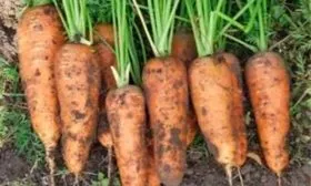 Характеристика внешнего вида растения и корнеплодов