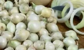 Характеристика внешнего вида растения и луковиц