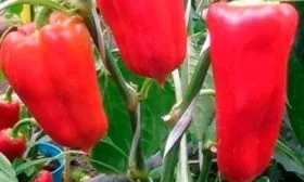 Характеристика внешнего вида растения и плодов