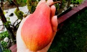 Характеристики сорта