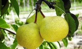 Внешний вид дерева