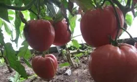 Характеристики