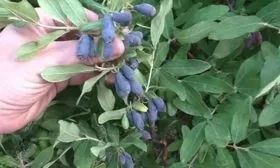 Характеристики