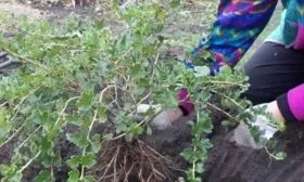 Особенности посадки