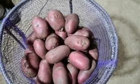 Алуэт картошка