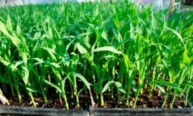 Как посадить кукурузу1