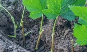 Как размножить белую смородину