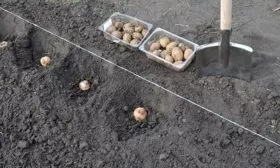 kak-sazhat-kartofel-pod-lopatu