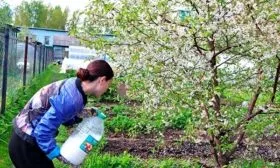 Как ухаживать за сливой