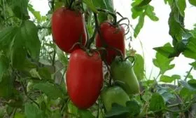 Кенигсберг Красный_4