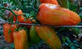 Кенигсберг Полосатый