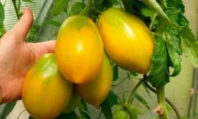 Кенигсберг жёлтый