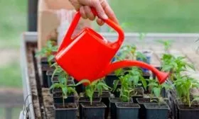 Когда и как сажать на рассаду