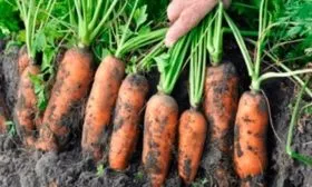Когда сажать морковь Алёнка