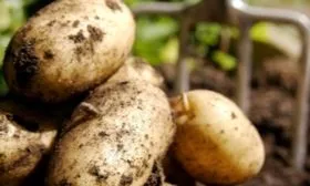 Корнеплоды и их вкусовые характеристики