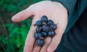 kryzhovnik-chernyj-negus4