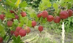 Крыжовник Садко красный