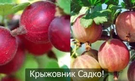 Крыжовник Садко2