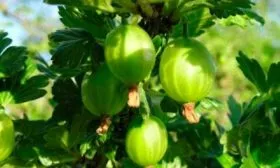 kryzhovnik-uralskij-besshipnyj