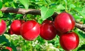 Характеристика сорта