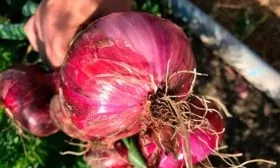 Лук Северное сияние