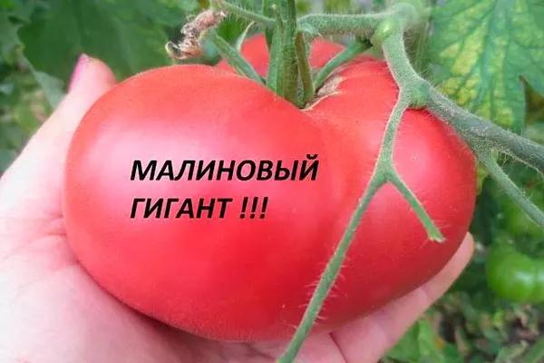 Малиновый Гигант