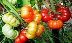 Марманде (Голландия)