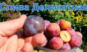 Характеристики