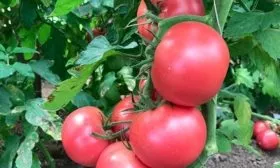 Срок созревание