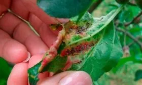 Методы борьбы и профилактики с болезнями и паразитами