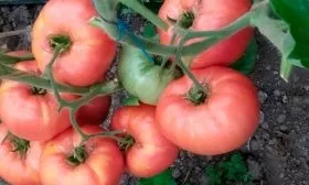 Микадо розовый (Гавриш)