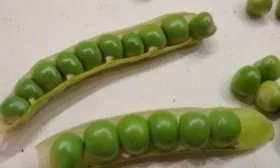 Назначение и вкусовые качества