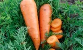 Назначение и вкусовые качества клубней