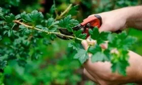 Правила ухода