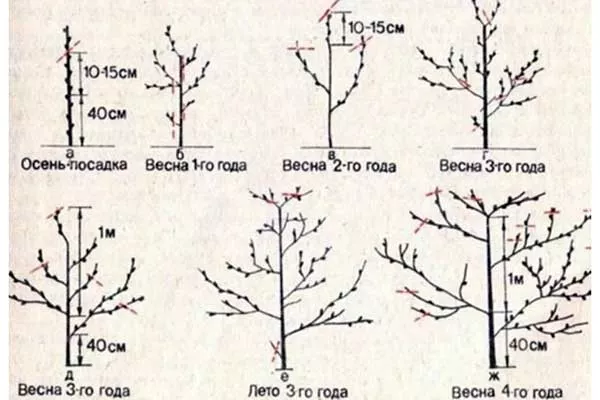 Обрезка и формирование кроны