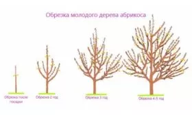 Обрезка и формирование кроны