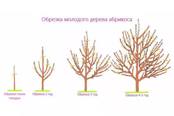 Обрезка и формирование кроны