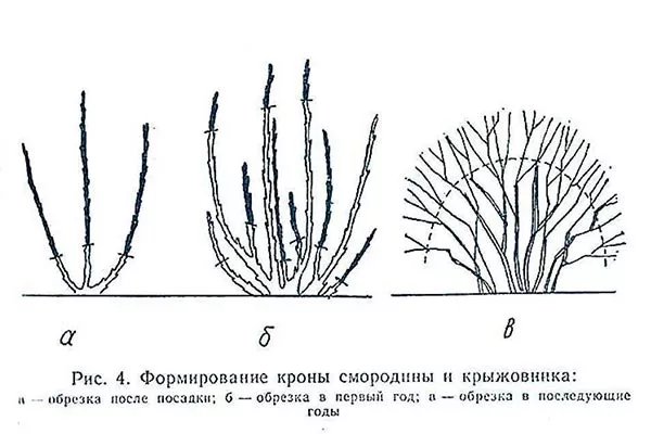 Обрезка и формирование куста