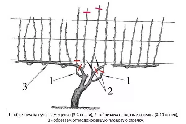 Обрезка и формирование куста_10