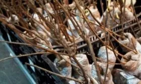 Одревесневшими черенками